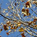 Img.VTax1645.Ex1.Img1