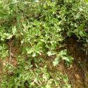 Img.VTax1649.Ex2.Img1