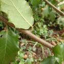 Img.VTax1652.Ex1.Img3
