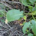 Img.VTax1787.Ex2.Img5