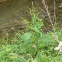 Img.VTax1799.Ex1.Img1