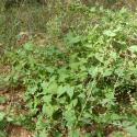 Img.VTax1809.Ex2.Img1