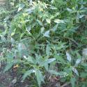 Img.VTax1816.Ex1.Img1