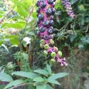 Img.VTax1831.Ex1.Img8