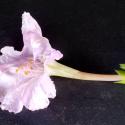 Img.VTax1849.Ex1.Img11