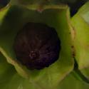 Img.VTax1849.Ex1.Img8