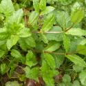 Img.VTax1911.Ex1.Img2