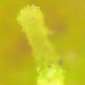 Img.VTax1955.Ex2.Img10