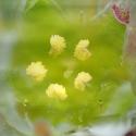 Img.VTax1955.Ex2.Img6