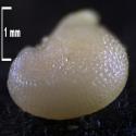 Img.VTax2035.Ex2.Img10