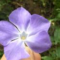 Img.VTax2288.Ex1.Img1