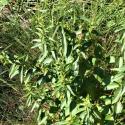 Img.VTax2294.Ex1.Img1