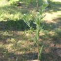 Img.VTax2326.Ex1.Img1