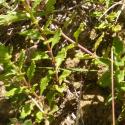 Img.VTax2392.Ex1.Img8