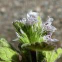 Img.VTax2449.Ex1.Img7