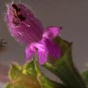 Img.VTax2480.Ex1.Img5
