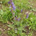 Img.VTax2533.Ex1.Img1