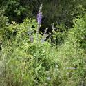 Img.VTax2533.Ex1.Img6