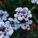 Img.VTax2542.Ex1.Img3