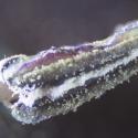Img.VTax2553.Ex2.Img1