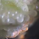 Img.VTax2553.Ex2.Img3