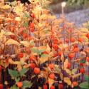 Img.VTax2553.Ex2.Img8
