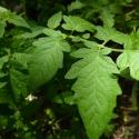 Img.VTax2562.Ex2.Img3