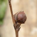 Img.VTax2592.Ex2.Img4