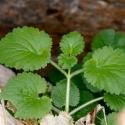 Img.VTax2598.Ex1.Img9