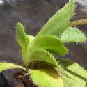 Img.VTax2653.Ex1.Img1