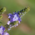 Img.VTax2656.Ex1.Img1