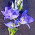 Img.VTax2656.Ex1.Img3