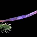 Img.VTax2656.Ex1.Img5
