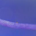 Img.VTax2659.Ex2.Img1