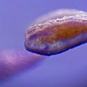 Img.VTax2659.Ex2.Img8