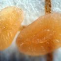 Img.VTax2673.Ex2.Img9