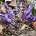 Img.VTax2732.Ex1.Img5