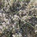 Img.VTax2809.Ex1.Img3