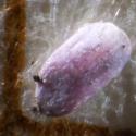 Img.VTax2809.Ex2.Img1