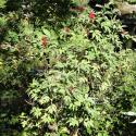 Img.VTax2861.Ex5.Img1