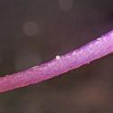 Img.VTax2911.Ex2.Img5