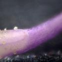 Img.VTax2911.Ex2.Img8