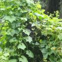 Img.VTax2979.Ex2.Img1