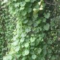 Img.VTax2979.Ex2.Img3
