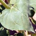 Img.VTax3071.Ex2.Img6