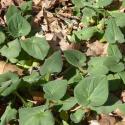Img.VTax3159.Ex1.Img5