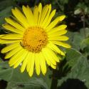 Img.VTax3159.Ex1.Img7