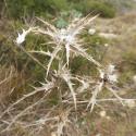 Img.VTax3227.Ex2.Img3