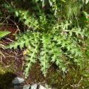 Img.VTax3229.Ex2.Img3