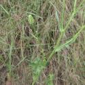 Img.VTax3309.Ex2.Img1